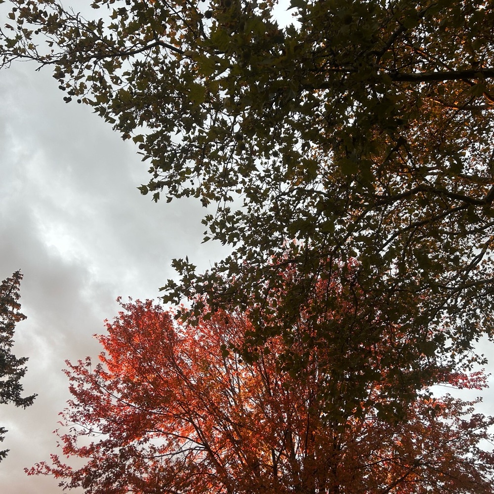 Meet your Posher, Randip